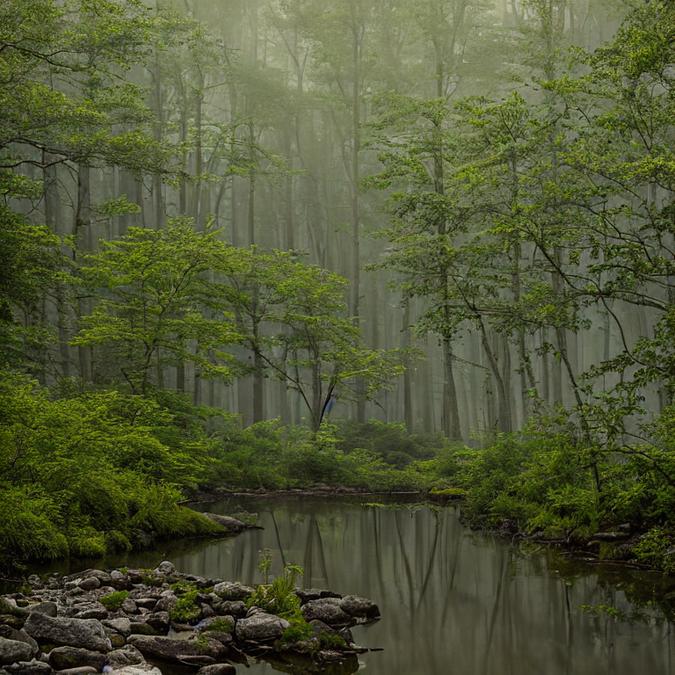 A serene landscape of a misty forest