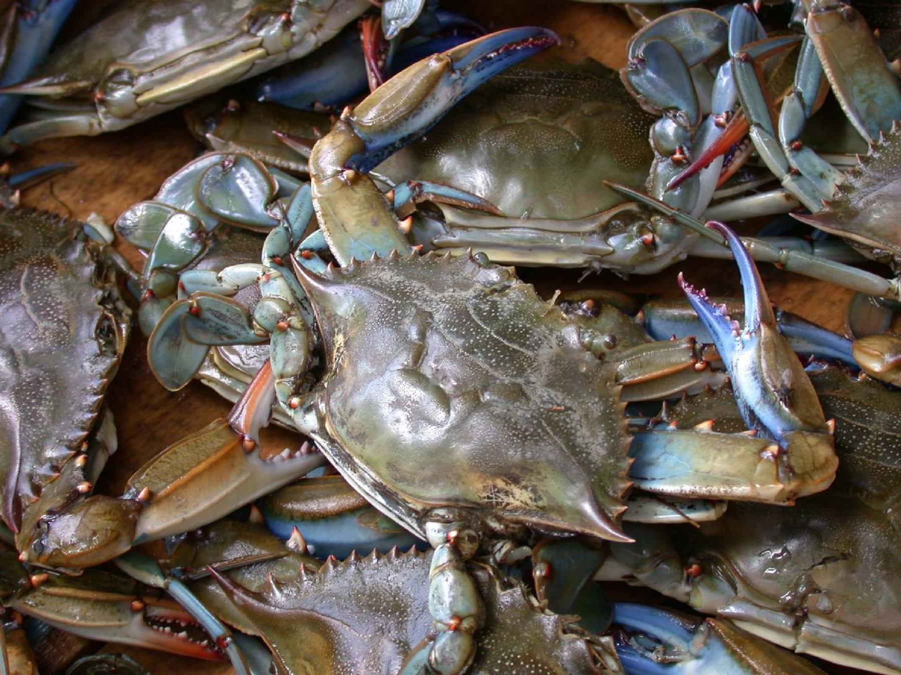 File:Blue crab on market in Piraeus - Callinectes sapidus Rathbun 20020819-317.jpg - a brain of a hu